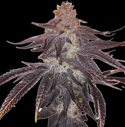 501st OG cannabis seeds packaging, Royal King Seeds USA