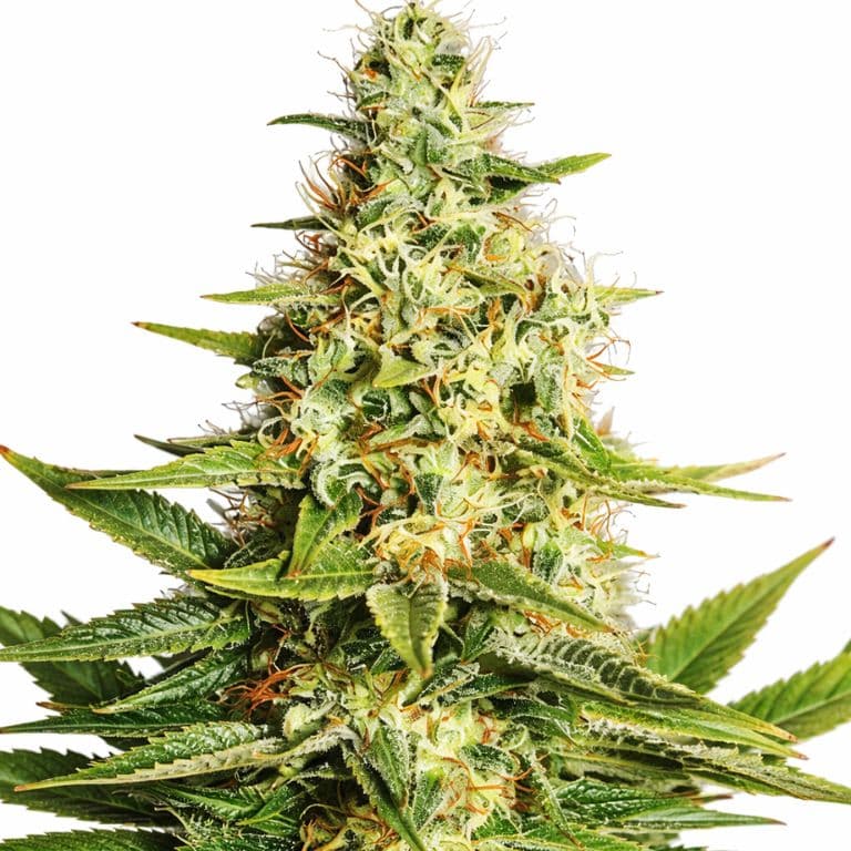 Acapulco Gold Auto