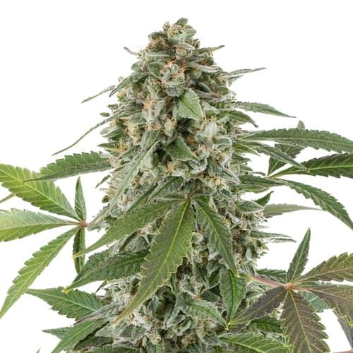 Blue Alien cannabis seeds packaging, Royal King Seeds USA