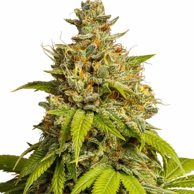 Durban Poison cannabis seeds packaging, Royal King Seeds USA