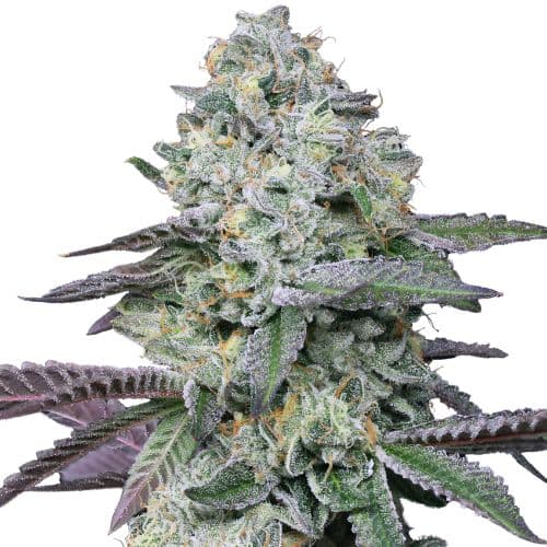 Goo cannabis seeds packaging, Royal King Seeds USA