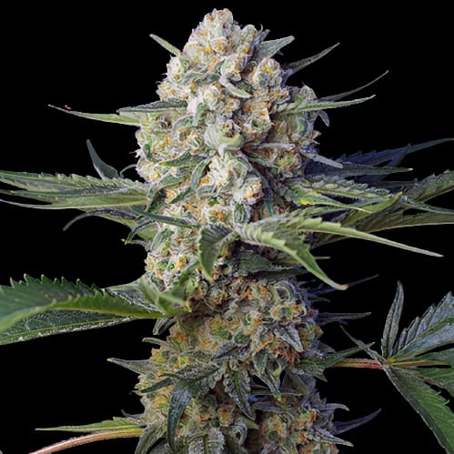 WTF cannabis seeds packaging, Royal King Seeds USA