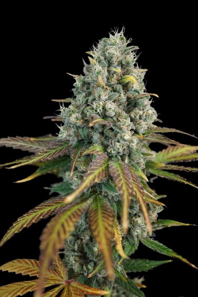 13 Dawgs Feminized