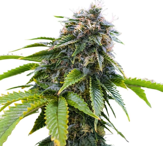 Alpha Blue Feminized