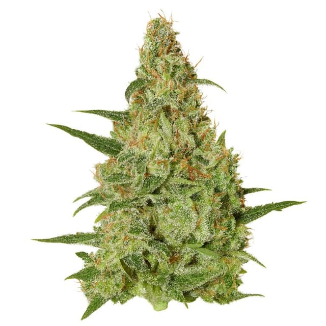 Amazonian cannabis seeds packaging — Royal King Seeds USA