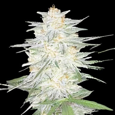 Aspen OG Feminized