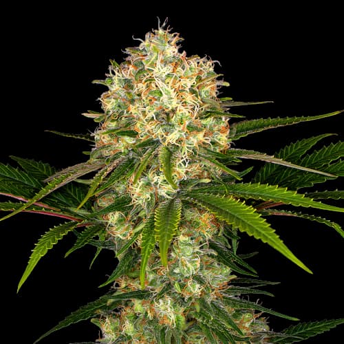 Athabasca Feminized