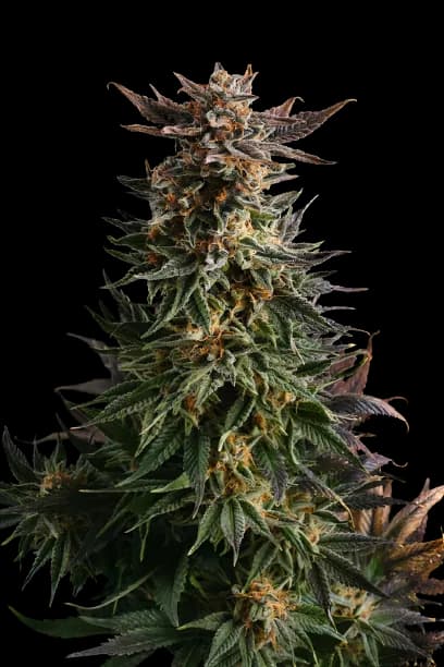 Big Band cannabis seeds packaging, Royal King Seeds USA