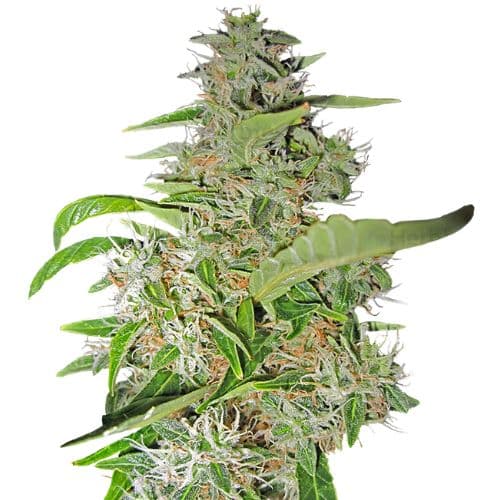 Big Smooth cannabis seeds packaging — Royal King Seeds USA