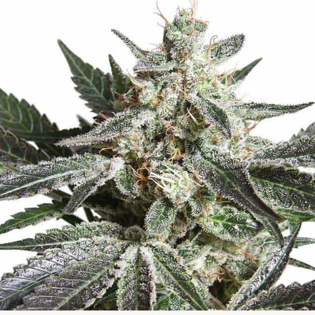 Black Jack Feminized