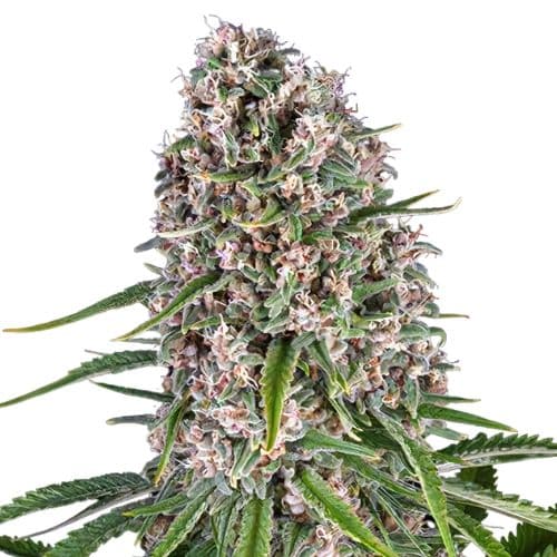 Blackwater cannabis seeds packaging, Royal King Seeds USA
