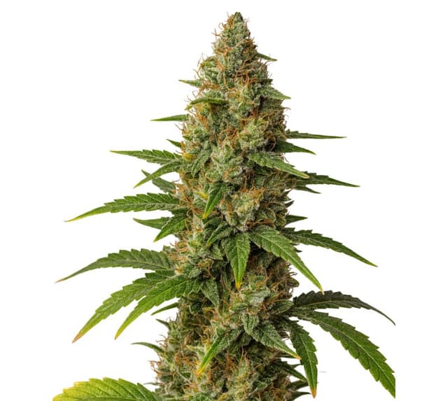 Blob OG cannabis seeds packaging — Royal King Seeds USA