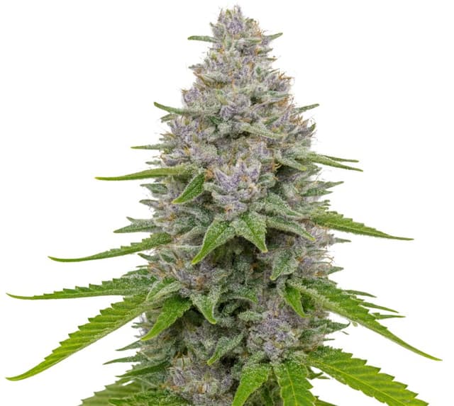 Blue Cookies cannabis seeds packaging, Royal King Seeds USA