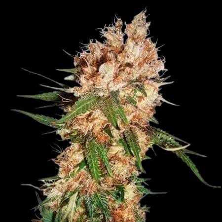 Blue God cannabis seeds packaging — Royal King Seeds USA