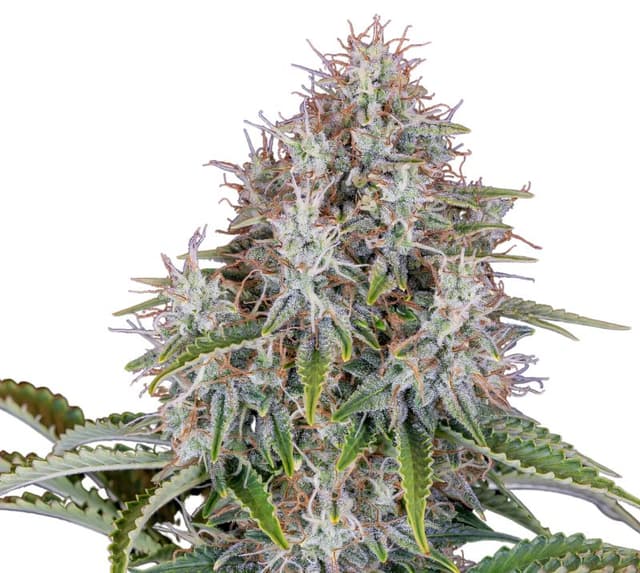 Blue Haze cannabis seeds packaging — Royal King Seeds USA