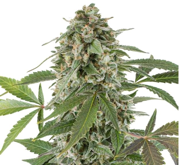Bluniverse Feminized