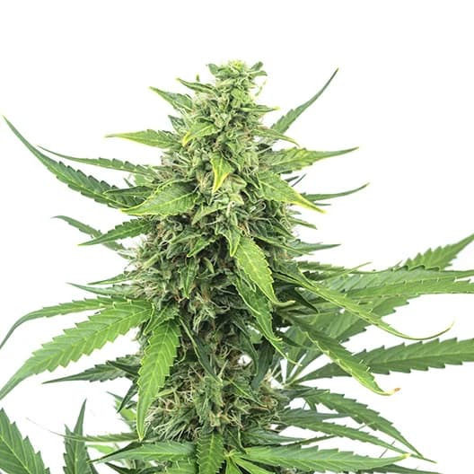 Bogart cannabis seeds packaging — Royal King Seeds USA