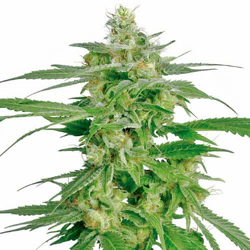 Brand X cannabis seeds packaging — Royal King Seeds USA