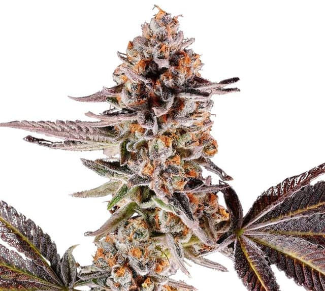 Cake Bomb cannabis seeds packaging — Royal King Seeds USA