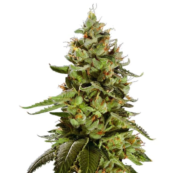 Cat Piss cannabis seeds packaging, Royal King Seeds USA