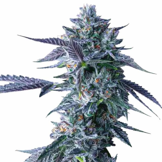 Chocolope cannabis seeds packaging, Royal King Seeds USA