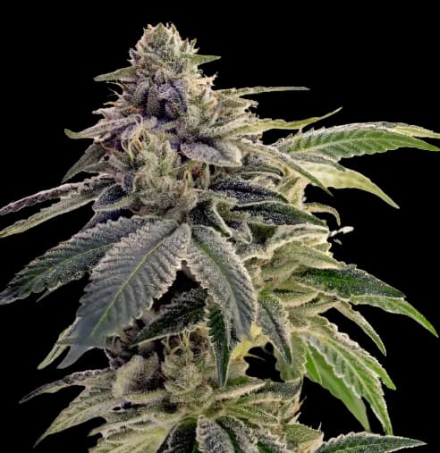 Citrix cannabis seeds packaging, Royal King Seeds USA