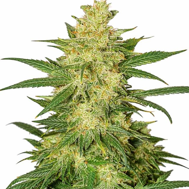 Colombian Gold cannabis seeds packaging — Royal King Seeds USA