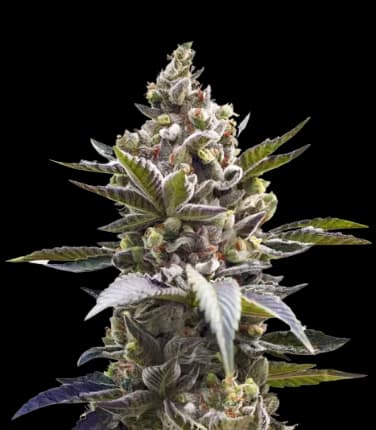 Cornbread cannabis seeds packaging — Royal King Seeds USA