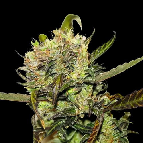 Crown OG cannabis seeds packaging — Royal King Seeds USA