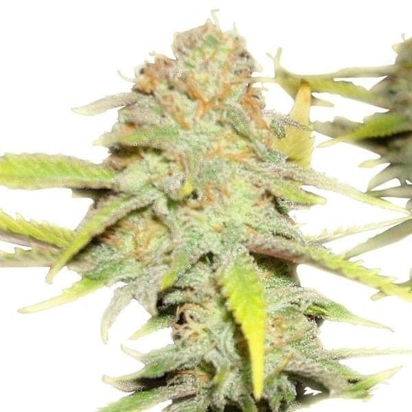 Death Star OG cannabis seeds packaging, Royal King Seeds USA