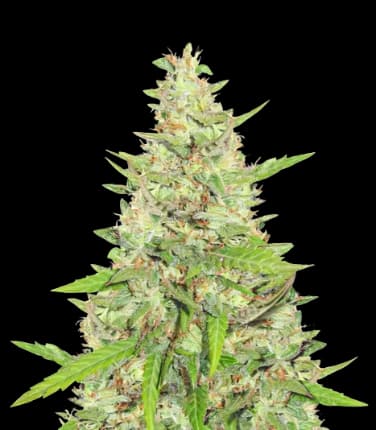 Diamond OG cannabis seeds packaging, Royal King Seeds USA