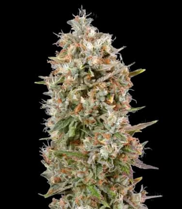 Dinachem cannabis seeds packaging, Royal King Seeds USA