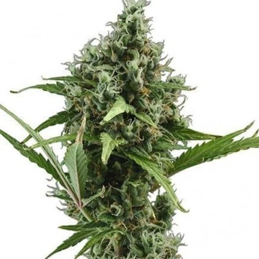 Dizzy OG Feminized