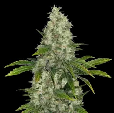 Do-Si-Dos cannabis seeds packaging — Royal King Seeds USA