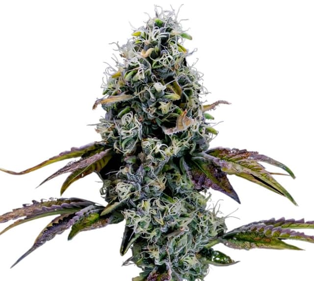 Dr. Funk cannabis seeds packaging — Royal King Seeds USA