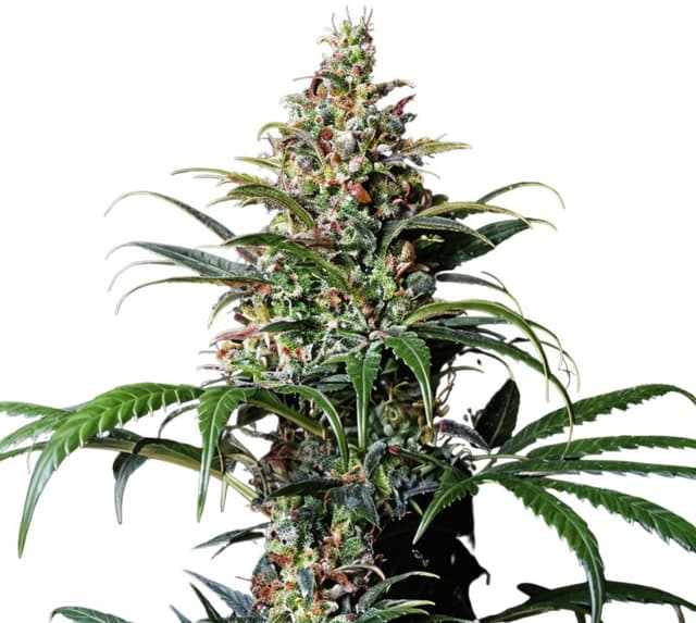 Early Girl cannabis seeds packaging — Royal King Seeds USA