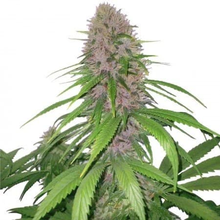 Euforia cannabis seeds packaging, Royal King Seeds USA