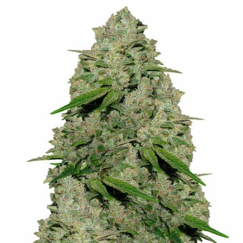 Extreme OG cannabis seeds packaging — Royal King Seeds USA