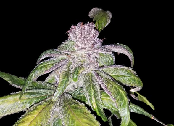 Flo cannabis seeds packaging, Royal King Seeds USA