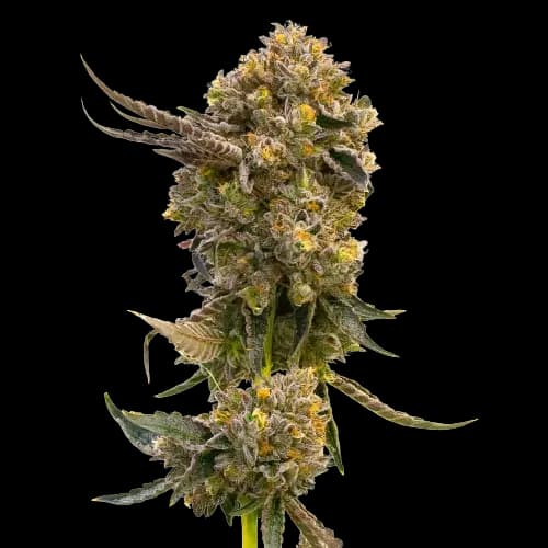 Fruit cannabis seeds packaging, Royal King Seeds USA