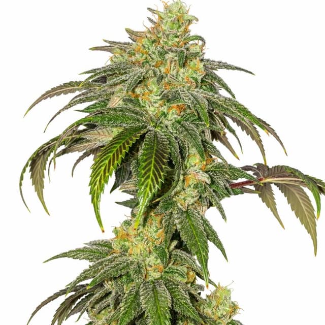 Garlic Bud cannabis seeds packaging, Royal King Seeds USA