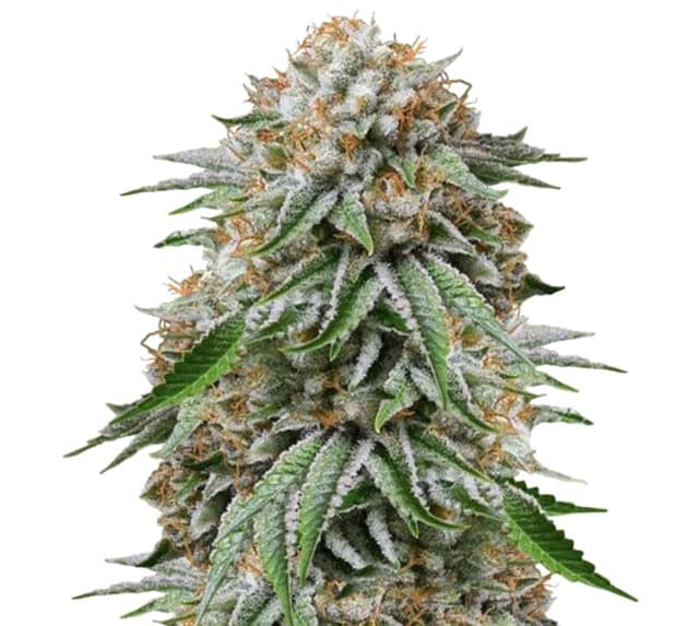 Go Time cannabis seeds packaging — Royal King Seeds USA