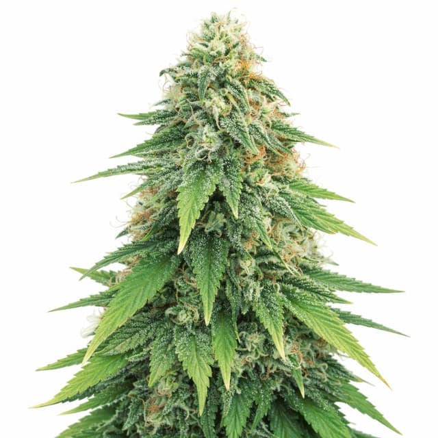 Godzilla Feminized