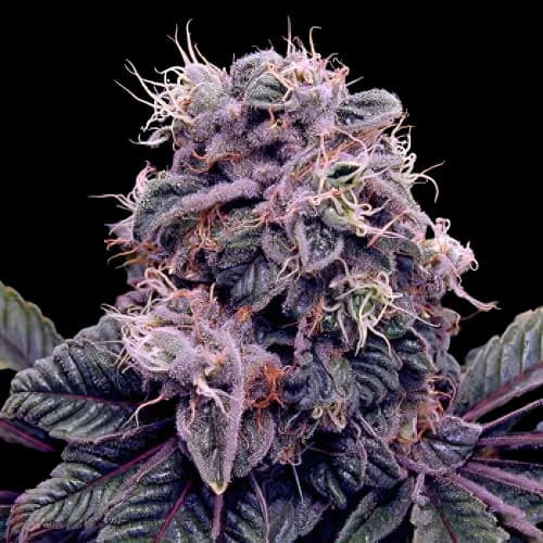 Goldberry cannabis seeds packaging — Royal King Seeds USA