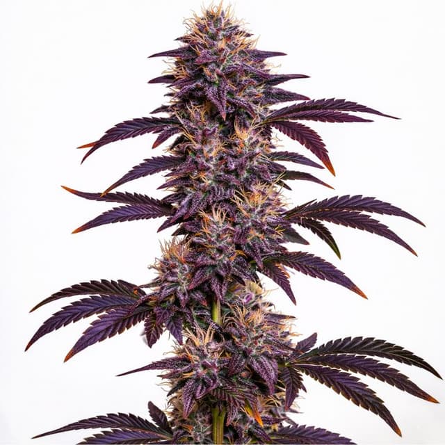 Grape Ape Feminized