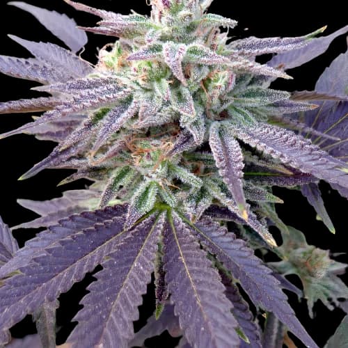 Grape OX Feminized