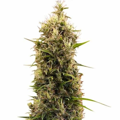 Grapefruit cannabis seeds packaging — Royal King Seeds USA