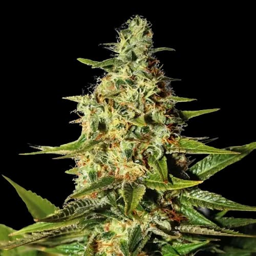 Green Queen cannabis seeds packaging, Royal King Seeds USA