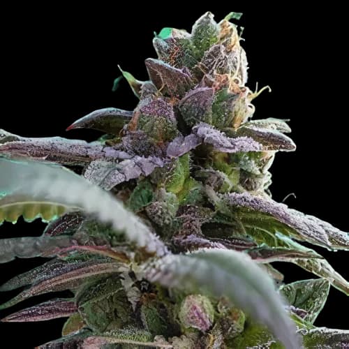 Gutbuster cannabis seeds packaging, Royal King Seeds USA