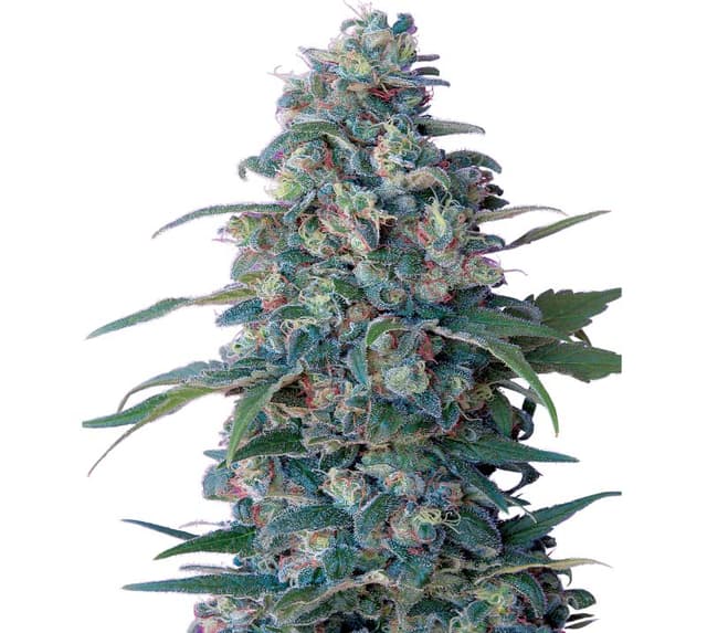 Hashberry Feminized